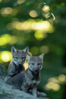 Neuhaus: Gray wolf (Canis lupus), young animals, pups, offspring