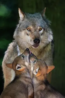 Neuhaus: Gray wolf (Canis lupus) with young, pups, offspring