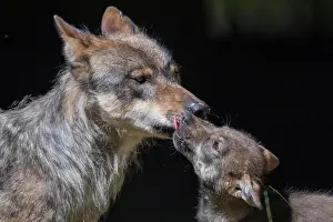 Neuhaus: Gray wolf (Canis lupus) with young, pups, offspring
