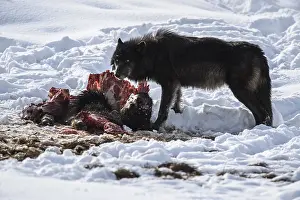 Carcus: Gray Wolf on a kill in snow - Gray Wolf eating a