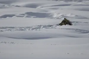 Poking: Gray Wolf laying in snow - Gray Wolf poking head