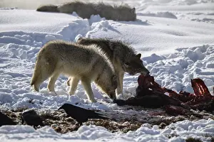 Carcus: Gray Wolf pack on a kill in snow - Pack of Gray