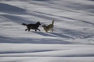 Carcus: Gray Wolf playing in the snow - Pack of Gray Wolves