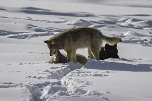 Carcus: Gray Wolf playing in the snow - Pack of Gray Wolves
