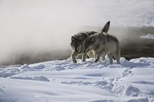 Carcus: Gray Wolf playing in the snow - Pack of Gray Wolves
