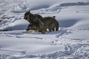 Dominance: Gray Wolf playing in the snow - Pack of Gray Wolves