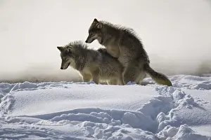 Dominance: Gray Wolf playing in the snow - Pack of Gray Wolves
