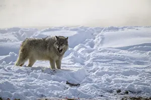 Carcus: Gray Wolf in the snow - Gray Wolf standing near