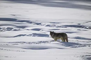 Carcus: Gray Wolf in the snow - Gray Wolf standing near