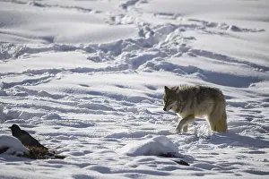 190919: Gray Wolf in the snow - Gray Wolf standing near
