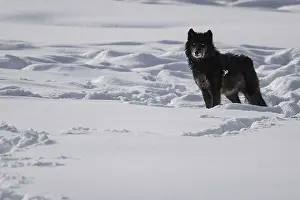 Inspecting: Gray Wolf standing - Gray Wolf standing and inspecting