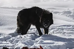 190919: Gray Wolf standing in snow - Gray Wolf standing