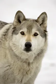 Attacks: Gray Wolf (Timber Wolf)-(Canis lupus)-Male- Captive-