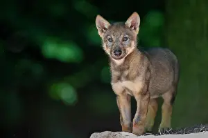 Concentration: Gray wolfboy(Canis lupus)