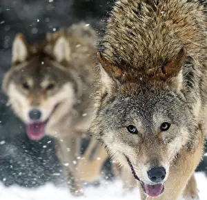 Timber: Gray Wolfs (Canis lupus) in the snow, Sosnovy Bor