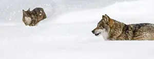 Hunt: Two gray wolves (Canis lupus), grey wolves hunting