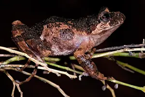 Emergent: Gray Wood Frog