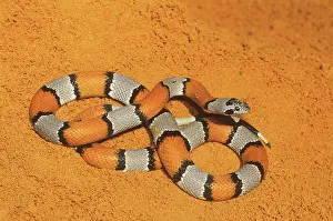 Kingsnake: Graybanded Kingsnake