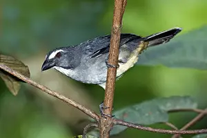 Ecuadoran: Grayish Saltator