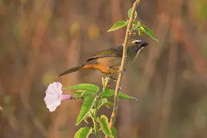 Saltator: Grayish Saltator