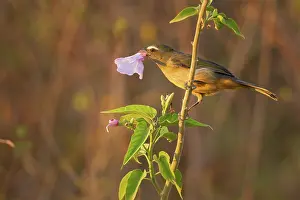 Saltator: Grayish Saltator
