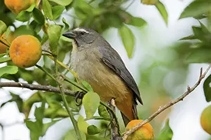 Saltator: Grayish Saltator