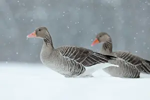 Step: Graylag Goose (Anser anser) during winter