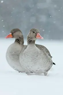 Hard: Graylag Goose (Anser anser) during winter