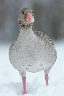 Hard: Graylag Goose (Anser anser) during winter