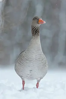 Hard: Graylag Goose (Anser anser) during winter