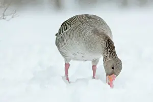Hard: Graylag Goose (Anser anser) during winter