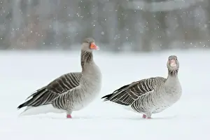 Hard: Graylag Goose (Anser anser) during winter
