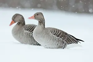 Step: Graylag Goose (Anser anser) during winter