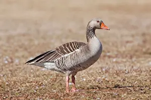 Graylag: Graylag / Gray-Lag / Western Graylag / Eastern