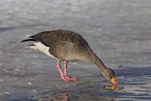 Grayling: Graylag / Greylag Goose - adult bird drinking - Iceland