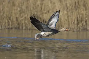 Grayling: Graylag / Greylag Goose - adult bird in flight - Germany