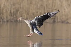 Grayling: Graylag / Greylag Goose - adult bird landing - Germany