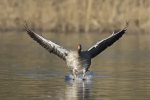 Grayling: Graylag / Greylag Goose - adult bird landing - Germany