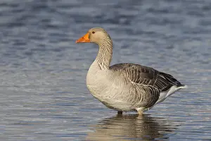 Grayling: Graylag / Greylag Goose - adult bird standing in