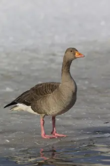 Grayling: Graylag / Greylag Goose - adult bird standing on