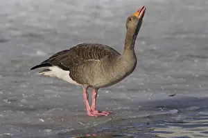 Grayling: Graylag / Greylag Goose - adult bird standing on