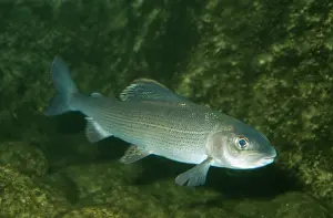 Grayling: Grayling