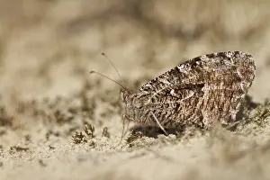 Heathland: Grayling