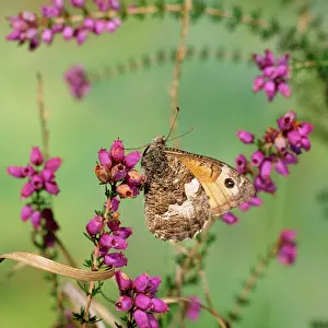 Grayling: Grayling Butterfly