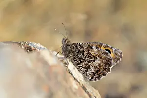 Grayling: Grayling Butterfly