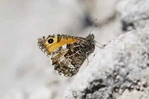 Grayling: Grayling Butterfly