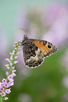 Grayling: Grayling Butterfly - on heather
