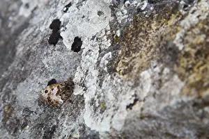 Grayling: Grayling Butterfly - on rock