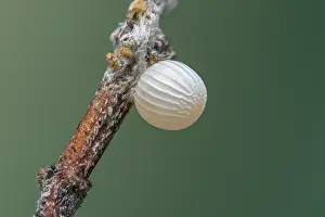 Thomas Marent: Grayling / Rock Grayling (Hipparchia semele) egg