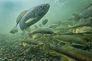 Grayling: Grayling with Sucker Fish congregating in groups